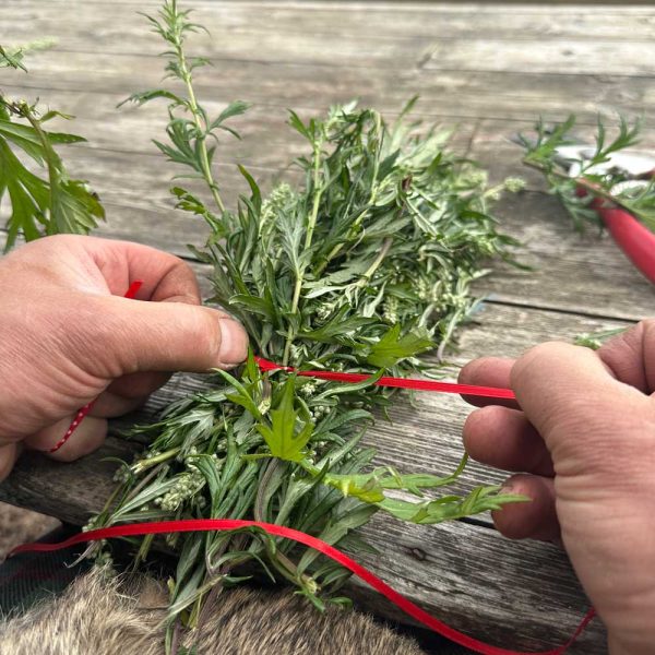 Harvesting, Drying and Storing