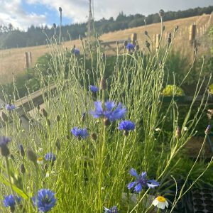 Wild Herbs