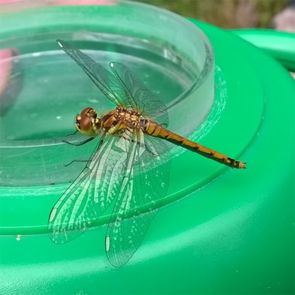 Black Darter