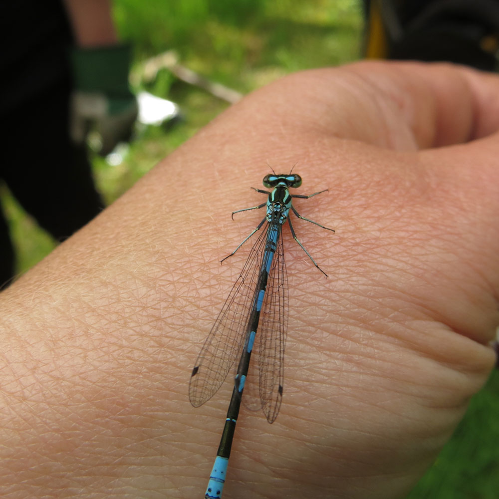 Northern Damselfly