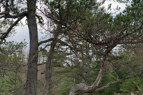 COTW Ancient Granny Pine