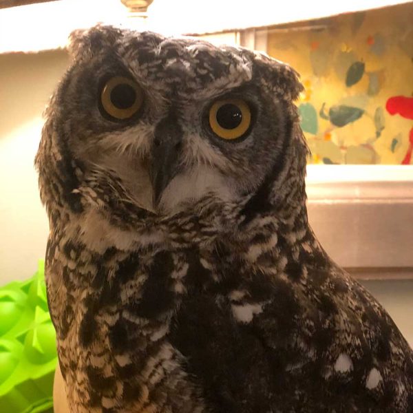 Rue the spotted Eagle Owl