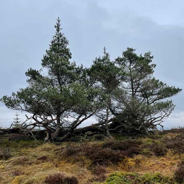 Scots Pine